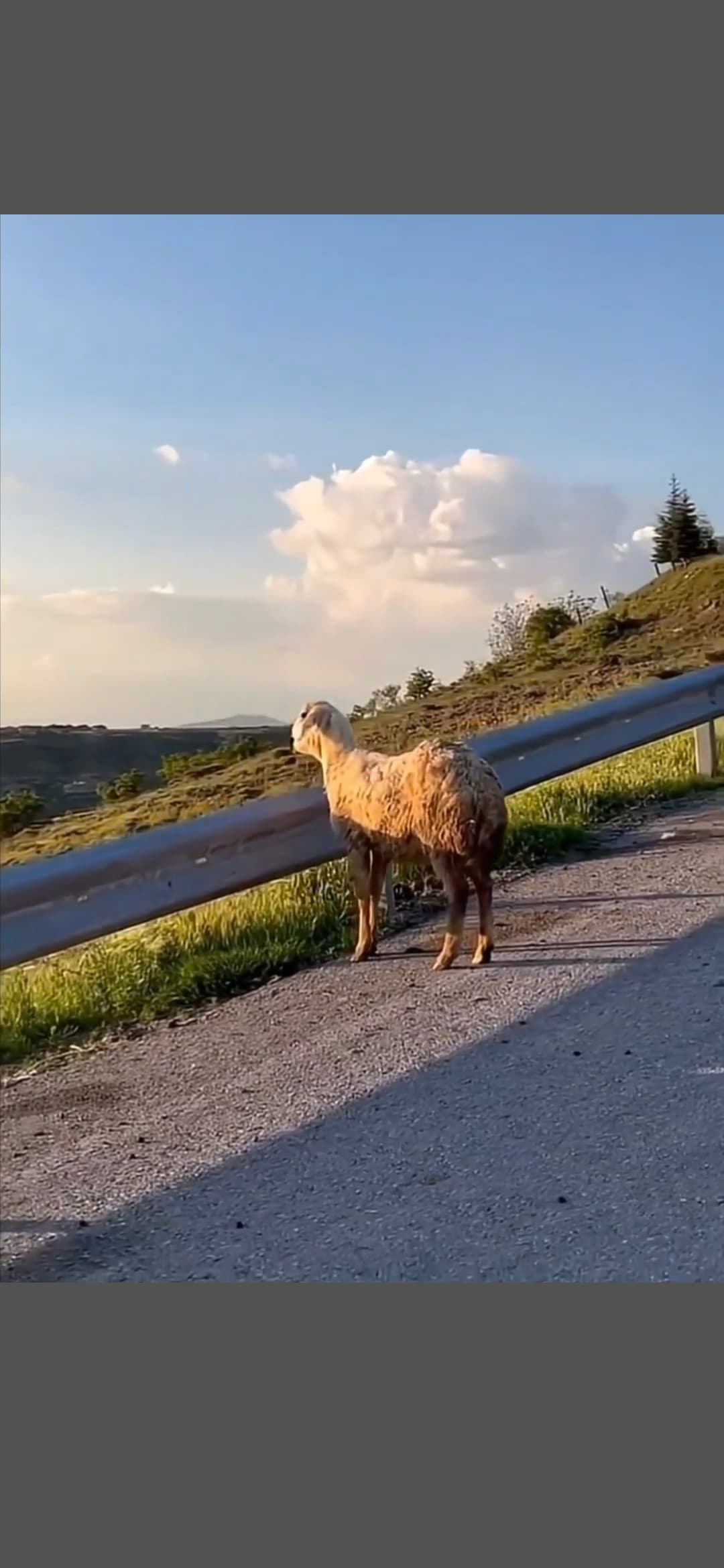 (Vídeo)Cena de ovelha que se separa do rebanho e é flagrada assistindo ao pôr do sol encanta a web